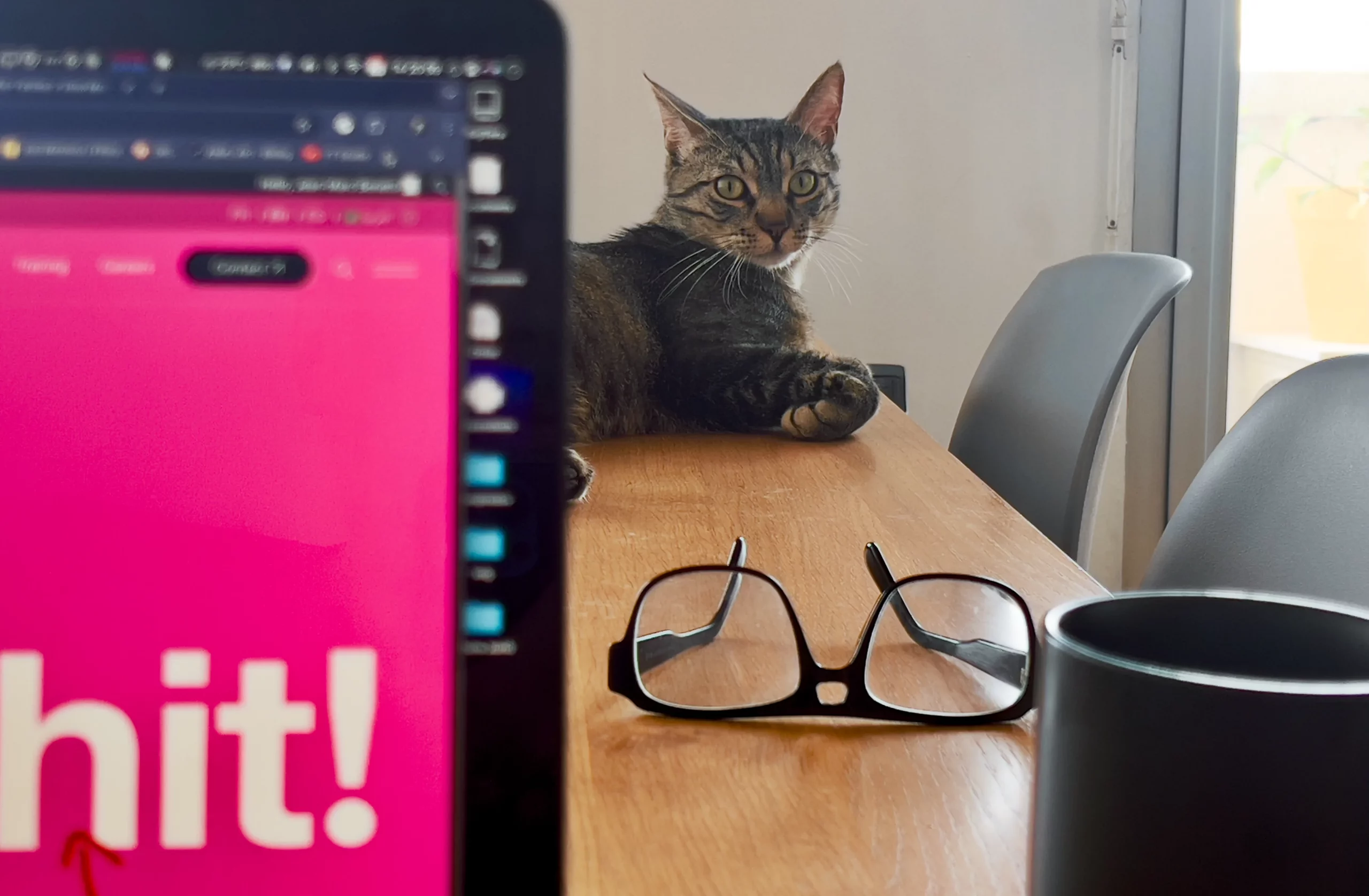 cat